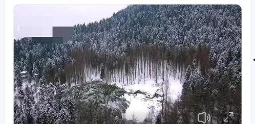 天鹅林场最新爆料信息网